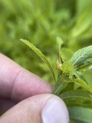 Dasineura salicifoliae