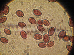 Galerina castaneipes