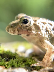 Fejervarya kawamurai