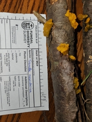 Tremella mesenterella