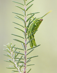 Schistocerca ceratiola