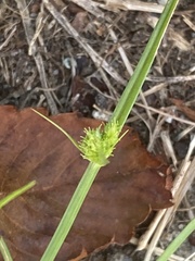 Cyperus nipponicus