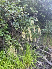 Scirpus pedicellatus