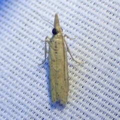 Macrorrhinia endonephele