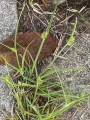 Cyperus nipponicus
