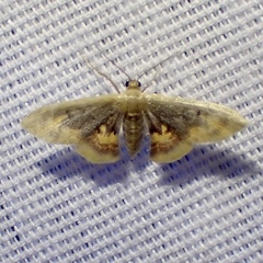 Idaea scintillularia