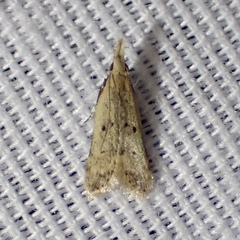 Dichomeris punctipennella