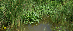 Pontederia vaginalis