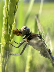 Orthetrum albistylum speciosum