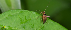 Adelphocoris triannulatus