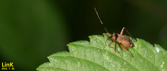 Adelphocoris triannulatus