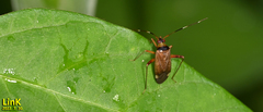 Adelphocoris triannulatus