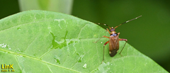 Adelphocoris triannulatus