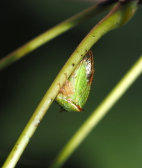 Stictocephala militaris