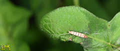 Tortricidae
