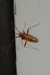 Creontiades rubrinervis