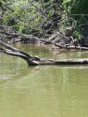 Chrysemys picta marginata