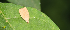Scythropiodes malivora