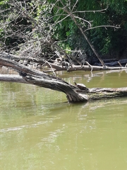 Chrysemys picta marginata