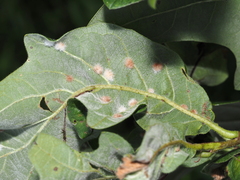 Neuroterus floccosus