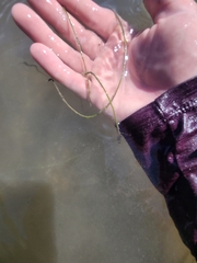 Syringodium filiforme