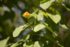 Dendrosida sharpiana