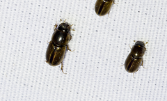 Labarrus cincticulus