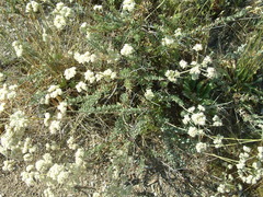 Eriogonum fasciculatum foliolosum