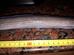 Conger orbignianus