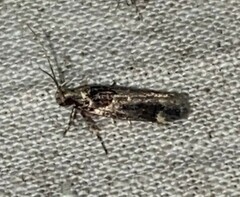 Pseudochelaria walsinghami