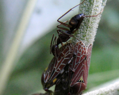Camponotus cingulatus