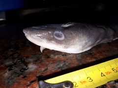 Conger orbignianus