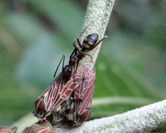 Camponotus cingulatus