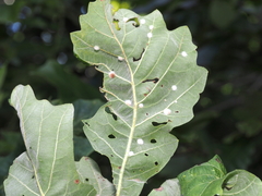 Neuroterus floccosus