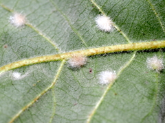 Neuroterus floccosus