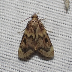 Aglossa disciferalis