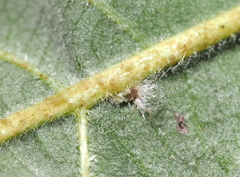 Neuroterus floccosus