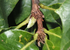 Andricus quercusfrondosus