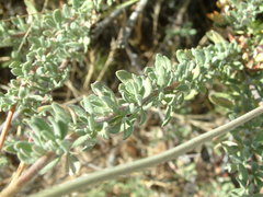 Eriogonum fasciculatum foliolosum