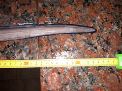Conger orbignianus
