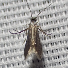 Schreckensteinia erythriella