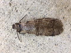 Dysmicohermes disjunctus