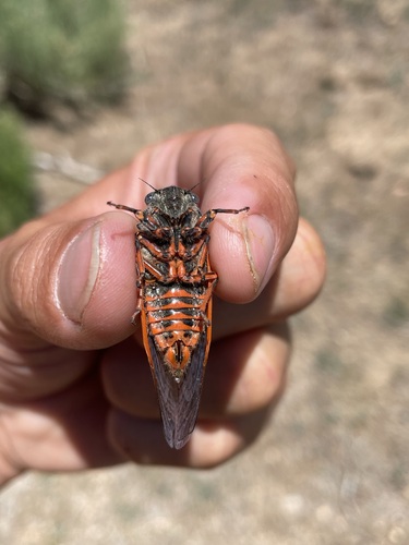 Wounded Cicada