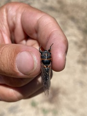 Platypedia putnami