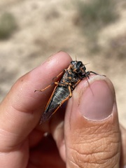 Platypedia putnami