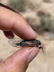 Platypedia putnami