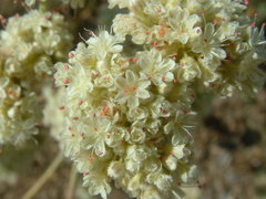 Eriogonum fasciculatum foliolosum