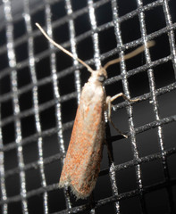 Varneria postremella