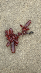 Botryocladia pseudodichotoma