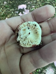 Hypomyces lateritius